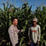 Bhabinkamtibmas Pringgabaya Cek Tanaman Jagung dan Sampaikan Himbauan Kamtibmas kepada Petani