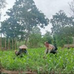 Bhabinkamtibmas Desa Selong Belanak Sambangi Petani Jagung, Dukung Swasembada Pangan Nasional