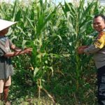 Wujudkan Kemandirian Pangan, Kapolsek Labuapi Instruksikan Personel Jadi Motivator Petani di Tengah Sawah