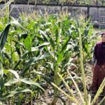 Bhabinkamtibmas Labuapi Gerakkan Warga Tanam Jagung di Lahan Kosong