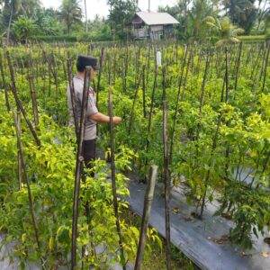 Bhabinkamtibmas desa lendang nangka Polsek Masbagik Cek lahan ketahanan Pangan bergizi di dusun gonjong