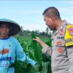 Bhabinkamtibmas Desa Bagik Papan Laksanakan Silaturahmi dan Cek Tanaman Jagung, Dukung Program Ketahanan Pangan