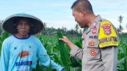 Bhabinkamtibmas Desa Bagik Papan Laksanakan Silaturahmi dan Cek Tanaman Jagung, Dukung Program Ketahanan Pangan