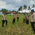Waka Polres Lombok Tengah Mengecek Lahan Jagung di Dusun Arjangka Kecamatan Pringgarata