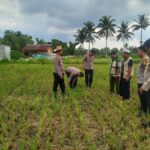 Waka Polres Lombok Tengah Mengecek Lahan Jagung di Dusun Arjangka Kecamatan Pringgarata