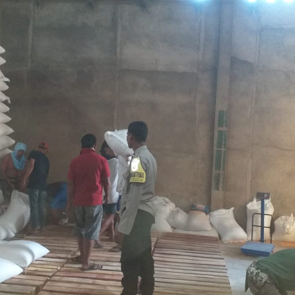 Stok Pangan Aman! Puluhan Ton Jagung Hasil Panen Petani Mareje Resmi Membanjiri Gudang Bulog