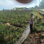 Bhabinkamtibmas Desa Tarusa Pantau Ketahanan Pangan Palawija di Pekarangan Warga
