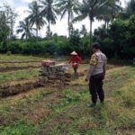 Sinergi di Sawah, Bhabinkamtibmas Desa Kalabeso Pantau Aktivitas Tanam Padi Warga