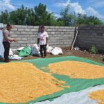 Bhabinkamtibmas Beri Motivasi Petani, Penjemuran Jagung di Tolokalo Berjalan Lancar