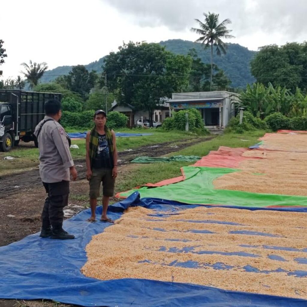 Bhabinkamtibmas Desa Pekat Pantau Panen Raya Jagung, Dukung Ketahanan Pangan Nasional