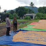 Bhabinkamtibmas Desa Pekat Pantau Panen Raya Jagung, Dukung Ketahanan Pangan Nasional