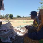 Bhabinkamtibmas Polsek Pekat Pantau Panen Jagung Warga, Dukung Ketahanan Pangan Nasional