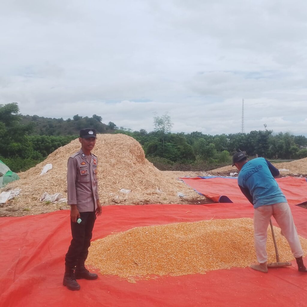 Bhabinkamtibmas Desa Kiwu Aktif Dukung Ketahanan Pangan, Pantau Penjemuran Jagung Warga