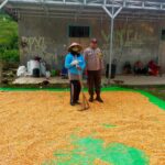 Bhabinkamtibmas Desa Jala Pantau Penjemuran Jagung Warga, Dukung Ketahanan Pangan Nasional