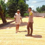 Bhabinkamtibmas Desa Beringin jaya Pantau Panen Jagung Warga, Dorong Pemanfaatan Lahan Pekarangan