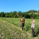 Dukung Ketahanan Pangan, Bhabinkamtibmas Desa Tarusa Sambangi Petani Jagung