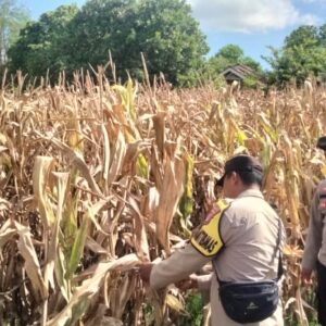 Polres Bima Kota Laksanakan Pengecekan Lahan Jagung Menjelang Panen Raya Kuartal II Tahun 2026