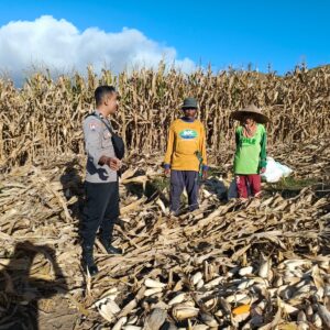 Bhabinkamtibmas Desa Mata Berikan Motivasi dan Edukasi kepada Petani Jagung