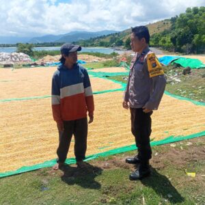 BHABINKAMTIBMAS DESA MARADA LAKUKAN PEMANTAUAN HASIL PANEN JAGUNG WARGA DALAM MENDUKUNG PROGRAM KETAHANAN PANGAN NASIONAL
