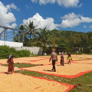 Kapolsek Manggelewa Dorong Petani Distribusikan Hasil Panen ke Gudang Bulog
