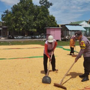Bhabinkamtibmas Polsek Kempo Turun Langsung Bantu Petani Pasca Panen Jagung