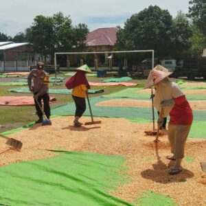 Polri Hadir di Tengah Petani, Bhabinkamtibmas Kempo Dampingi Proses Pasca Panen Jagung