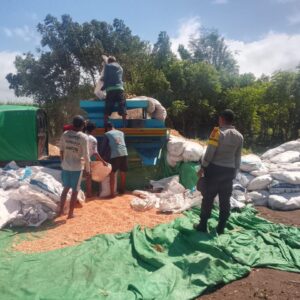 Panen Jagung di Pekat Dipantau Polisi, Warga Diimbau Waspada Saat Gunakan Mesin Giling