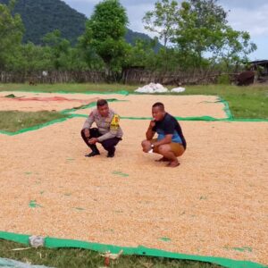 BHABINKAMTIBMAS DESA SAWE PANTAU HASIL PANEN JAGUNG WARGA DI KECAMATAN HU’U