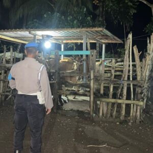 Siasat Polsek Sekotong Jaga Malam, Intip Cara Polisi Amankan Hewan Ternak Warga dari Incaran Pencuri