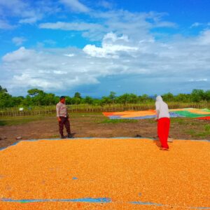 DUKUNG SWASEMBADA PANGAN, BHABINKAMTIBMAS DESA DOROPETI BERIKAN MOTIVASI KEPADA PETANI