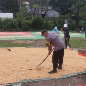 BHABINKAMTIBMAS POLSEK KEMPO PANTAU HASIL PANEN JAGUNG WARGA DUKUNG KETAHANAN PANGAN NASIONAL