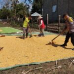 BHABINKAMTIBMAS POLSEK KEMPO PANTAU HASIL PANEN JAGUNG WARGA DUKUNG KETAHANAN PANGAN NASIONAL