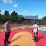 PANEN JAGUNG MELIMPAH, POLSEK HU’U AJAK WARGA TINGKATKAN PRODUKSI PERTANIAN
