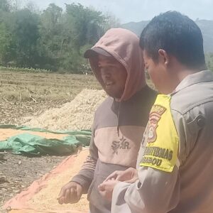 BHABINKAMTIBMAS DESA RASABOU PANTAU HASIL PANEN JAGUNG WARGA