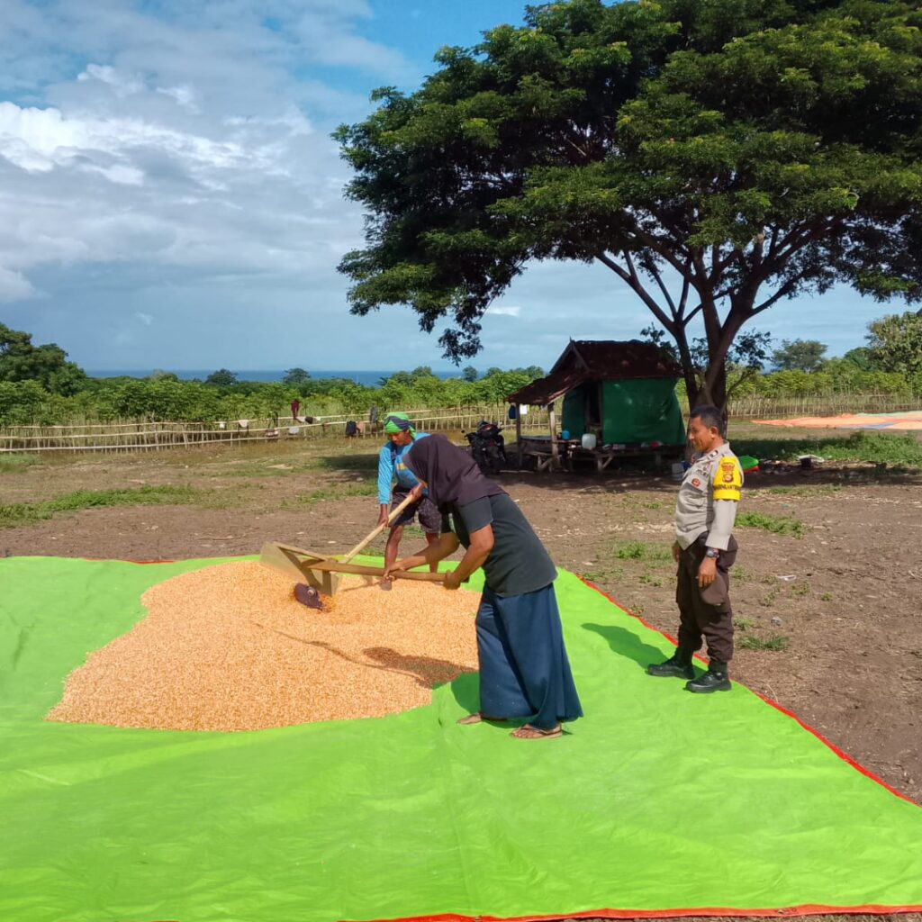 Panen Jagung Capai Belasan Ton, Bhabinkamtibmas Doropeti Berikan Motivasi kepada Petani