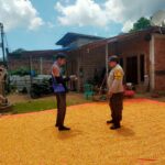 Bhabinkamtibmas Desa Jala Pantau Penjemuran Jagung Warga Dukung Ketahanan Pangan Nasional