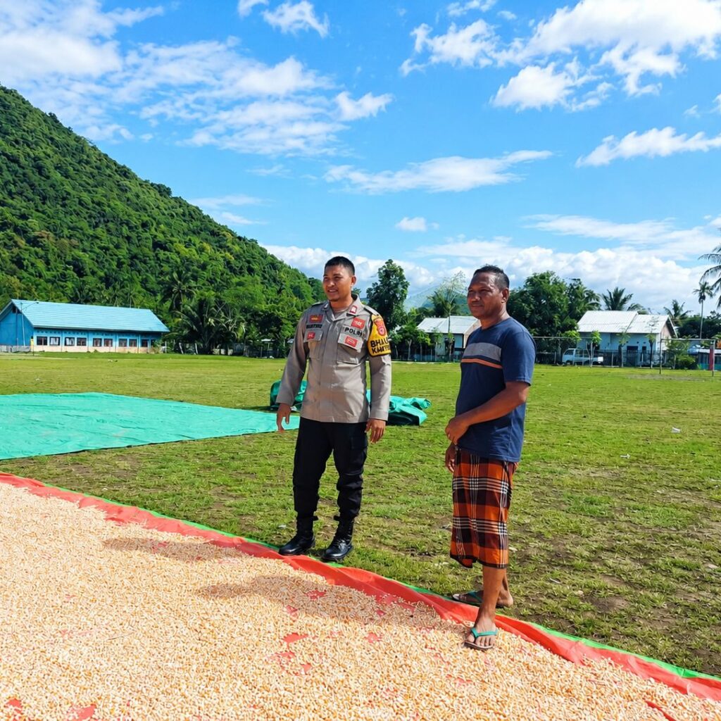 Bhabinkamtibmas Desa Adu Pantau Penjemuran Jagung Warga Dukung Ketahanan Pangan Nasional