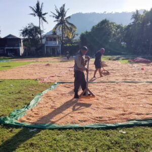 BHABINKAMTIBMAS DESA SAWE LAKUKAN PEMANTAUAN HASIL PANEN JAGUNG WARGA SIAP DISTRIBUSI