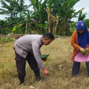 Sentuhan Humanis Bhabinkamtibmas Olah Lahan Kosong Bersama Warga, Bukti Polri Sokong Kedaulatan Pangan Nasional