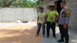 Cara Bhabinkamtibmas Desa Kuranji Jaga Kualitas Panen Jagung Warga