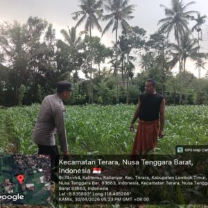 Bhabinkamtibmas Desa Kalianyar Cek Lahan Sawah Warga Yang Ditanami Jagung