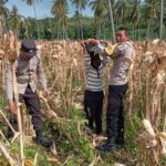 Sinergi Polsek Sekotong dan Petani: Manfaatkan Lahan Tadah Hujan untuk Ketahanan Nasional