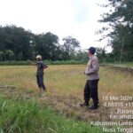 Personel Polsek Terara Cek Tanaman Jagung di Dusun Jeruk Desa Rarang Selatan
