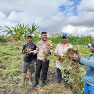 Bhabinkamtibmas Desa Bagik Papan Cek Panen Kacang Tanah dan Sampaikan Himbauan Kamtibmas