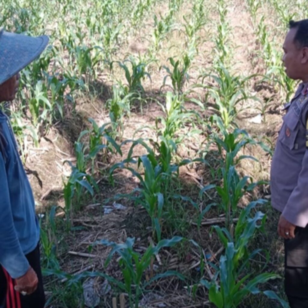 Polri Dorong Produktivitas Lahan Jagung di Bagik Polak Barat