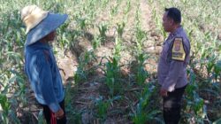 Polisi Turun ke Sawah Motivasi Petani Jagung di Dusun Jogot