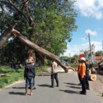 Personel Polsek Pringgabaya Lakukan Pengaturan Lalu Lintas dan Evakuasi Pohon Sengon Tumbang di Seruni Mumbul