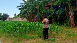 Polsek Labuapi Kawal Penyerapan Panen Jagung Lombok Barat ke Bulog