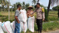Bhabinkamtibmas Desa Bagik Papan Cek Hasil Panen Padi dan Berikan Himbauan Kamtibmas kepada Warga