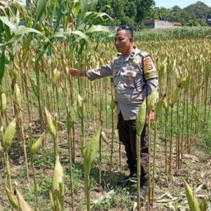 Bhabinkamtibmas Lombok Barat Kawal Produktivitas Petani Desa Merembu
